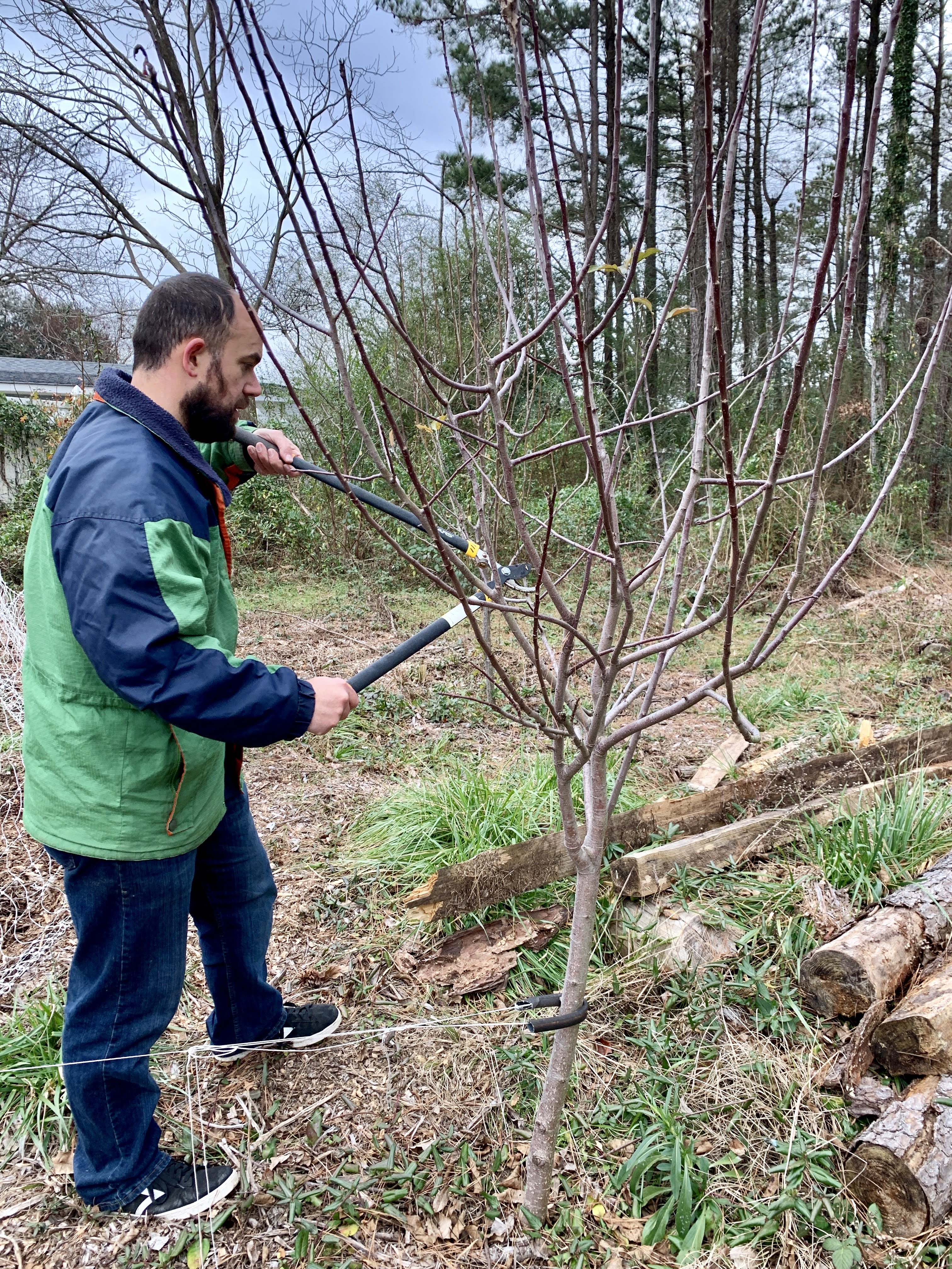 pruning