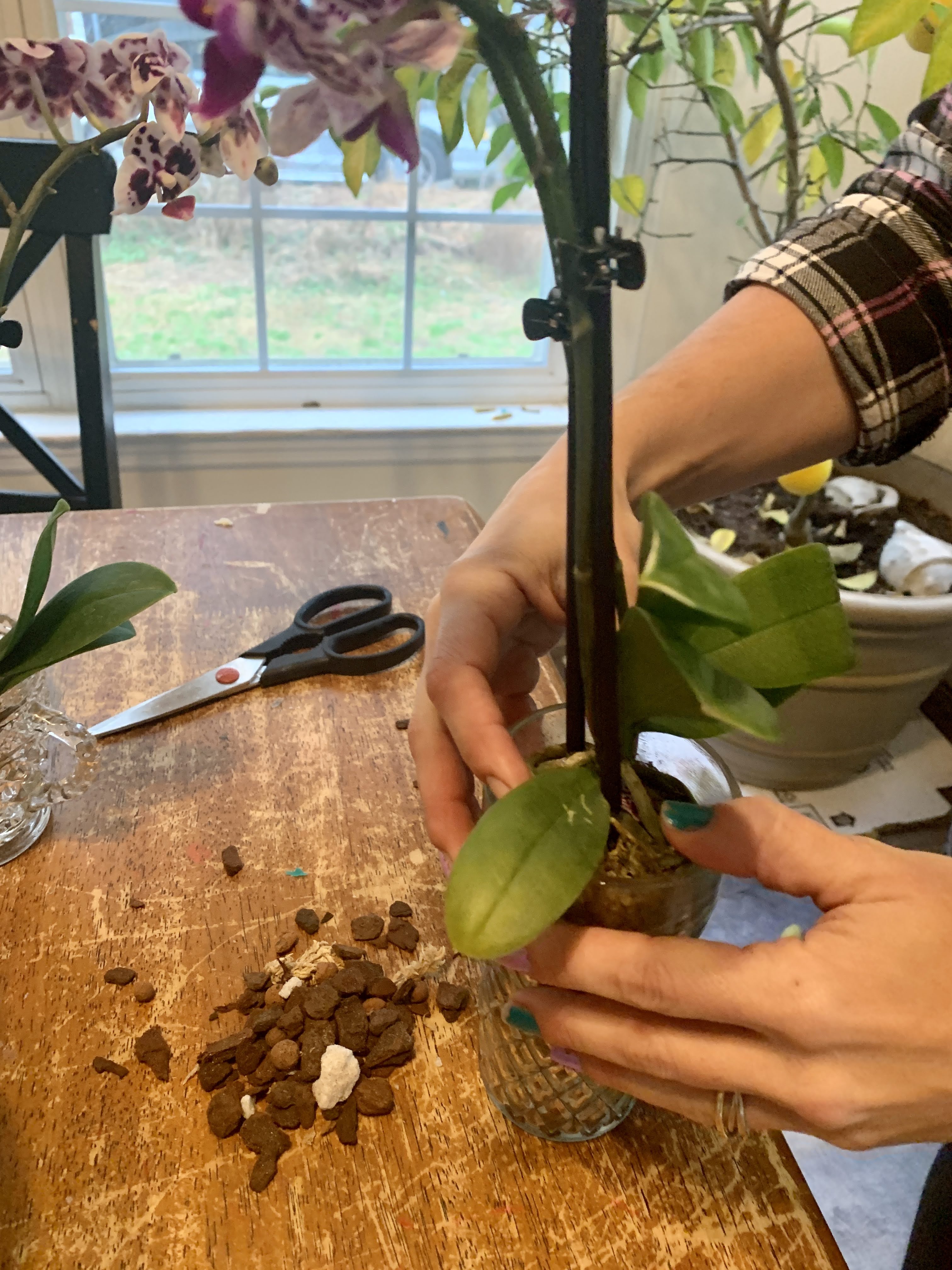 orchids