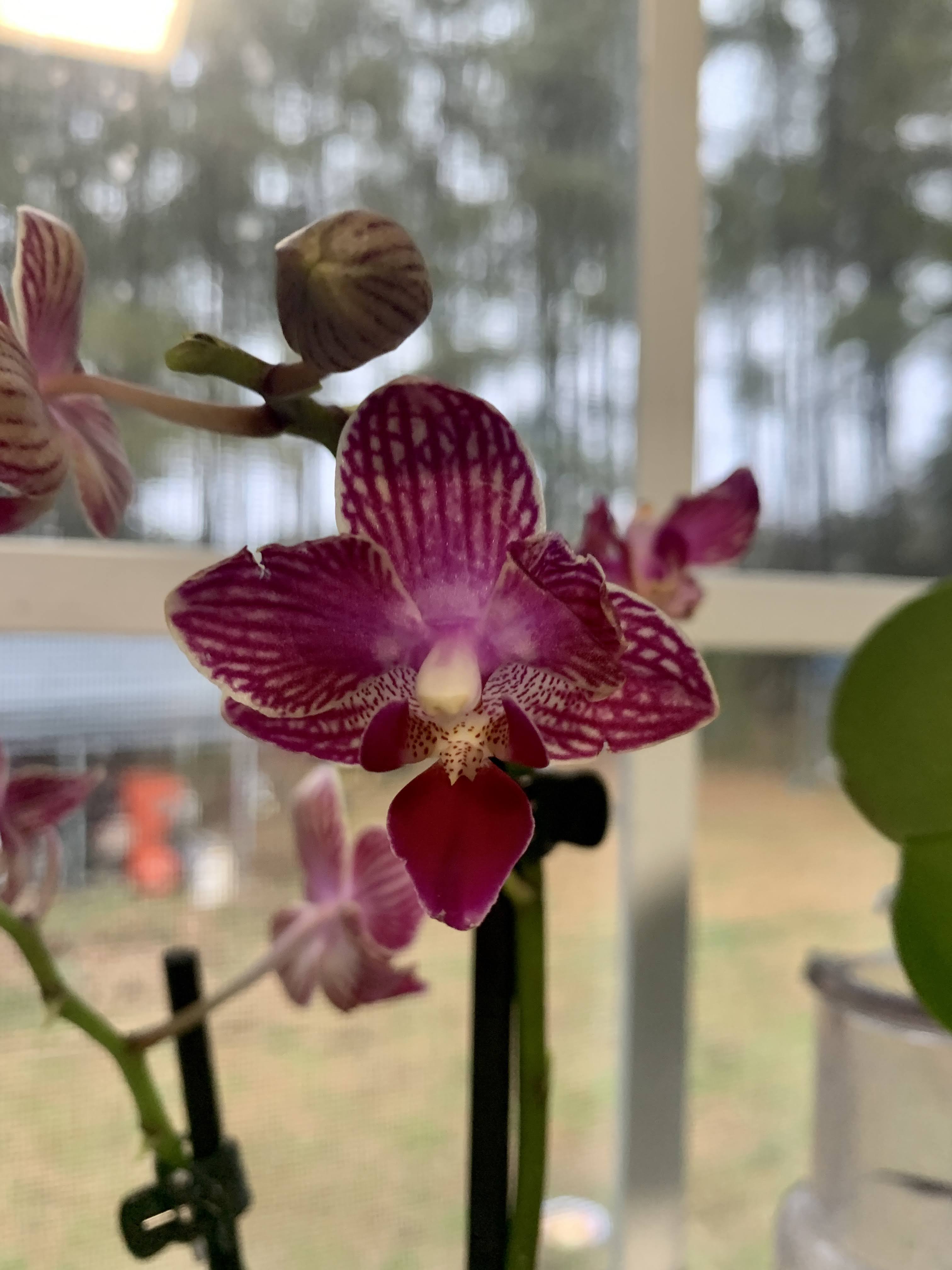 orchids