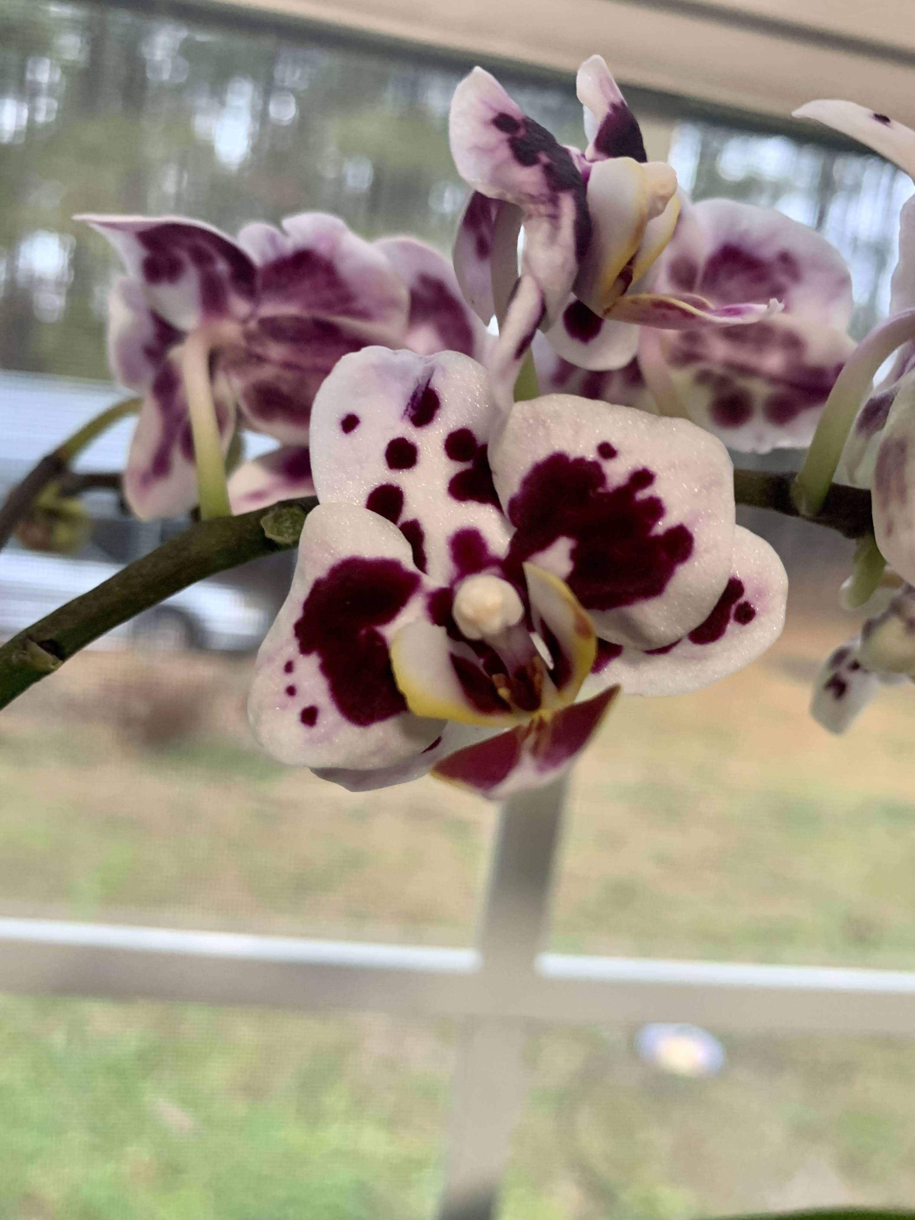 orchids