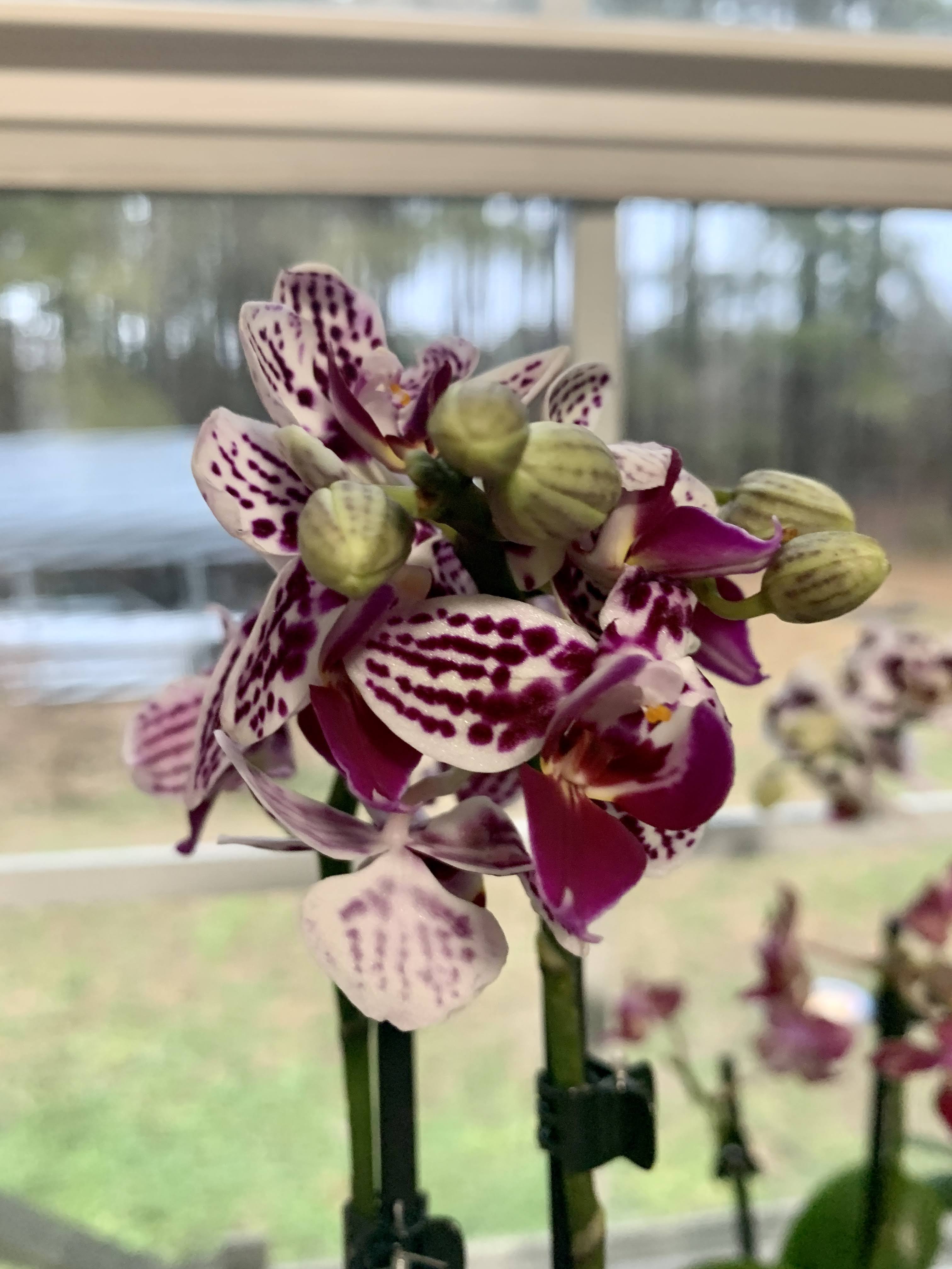 orchids