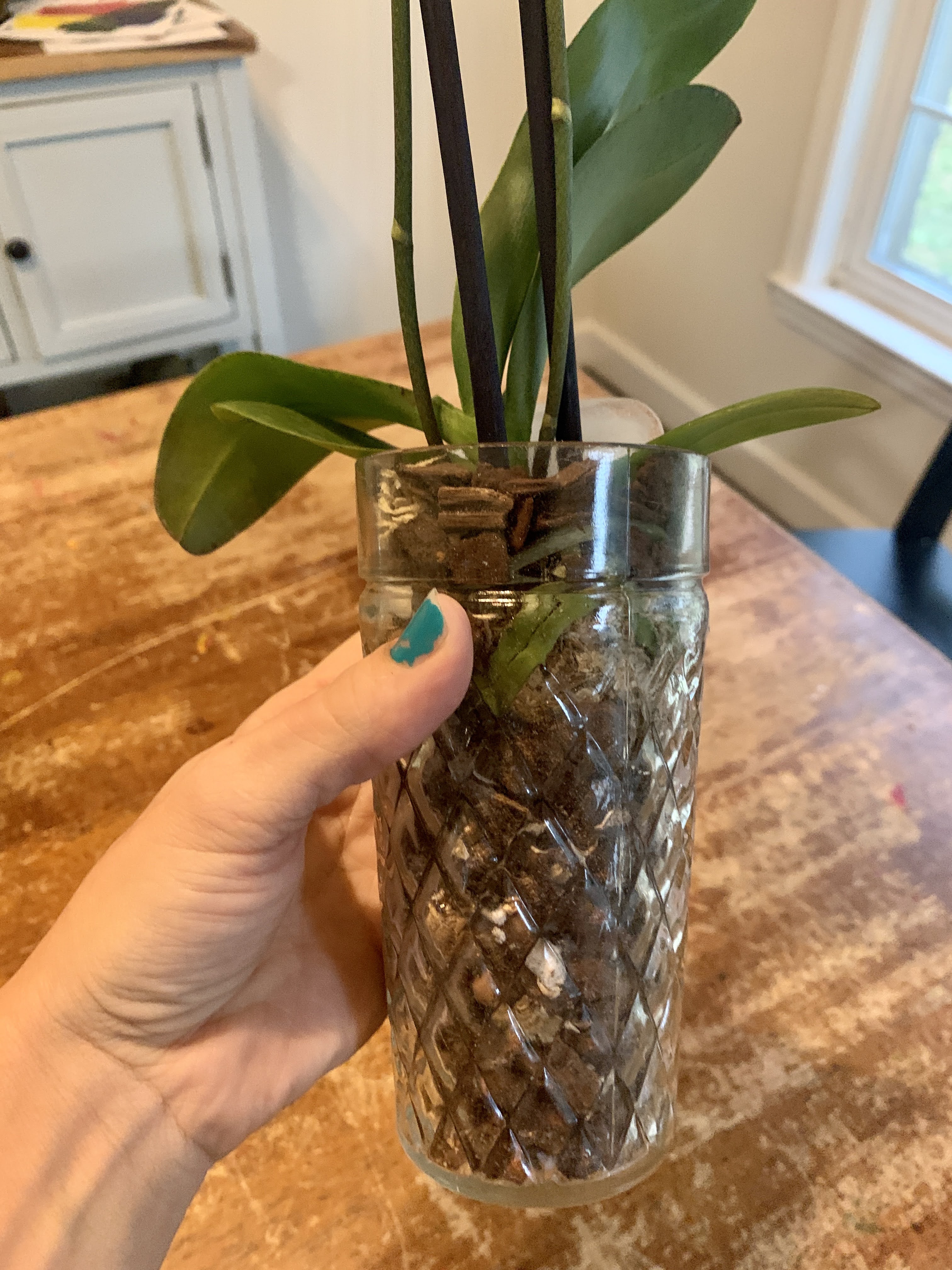 orchids