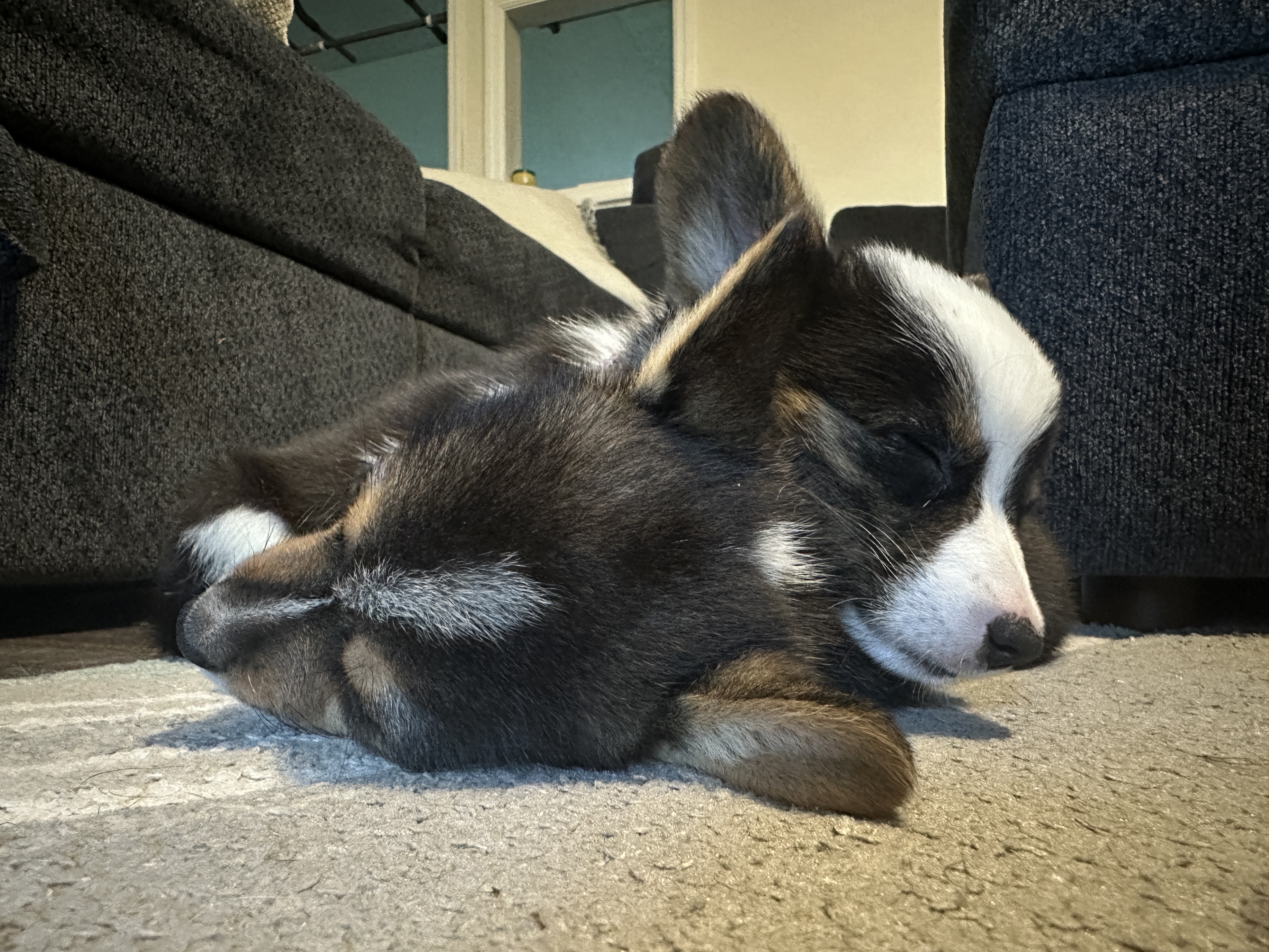 Puppies