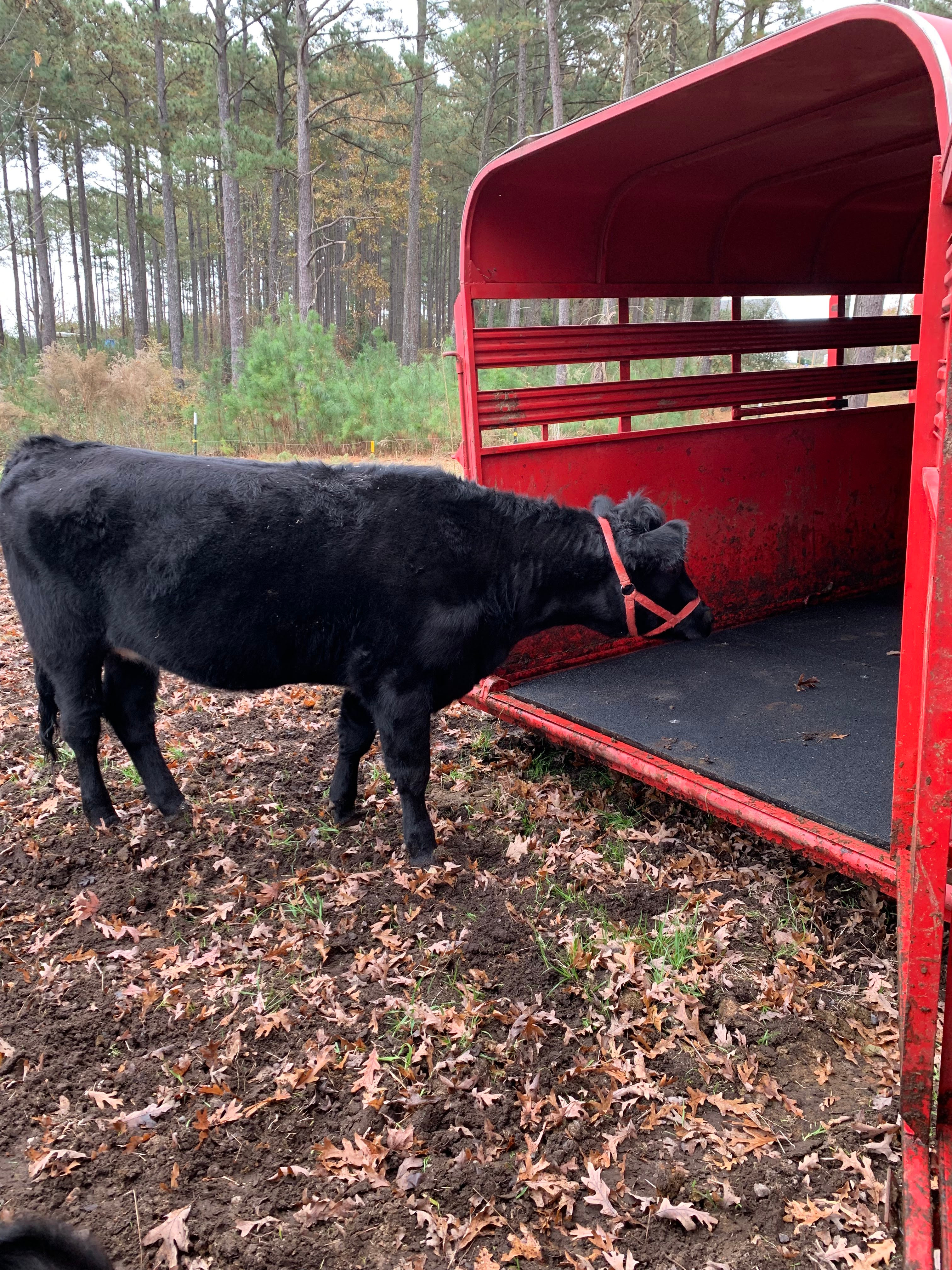home-raised beef